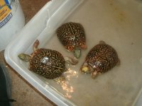 Desert males Sandy.JPG
