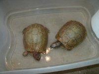 Threetoed male left one eye.JPG