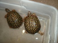 Ornate new females.JPG