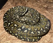 IMG_0903.jpeg