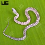 ug_Baby_Anery_Scaleless_Cornsnake_1.jpg