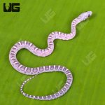 ug_Baby_Anery_Scaleless_Cornsnake_3.jpg