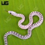 ug_Baby_Anery_Scaleless_Cornsnake_2.jpg