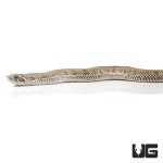 ug_baby_anaconda_western_hognose_snake_4.jpg