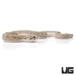 ug_baby_anaconda_western_hognose_snake_3.jpg