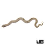ug_baby_anaconda_western_hognose_snake_2.jpg