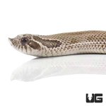 ug_baby_anaconda_western_hognose_snake_1.jpg