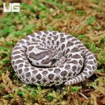 ug_Baby_Anery_Hognose_4.jpg