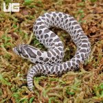 ug_Baby_Anery_Hognose_3.jpg