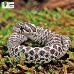 ug_Baby_Anery_Hognose_2.jpg