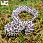 ug_Baby_Anery_Hognose_1.jpg