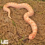 ug_baby_albino_anaconda_western_hognose_snake_3.jpg
