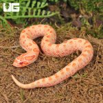 ug_baby_albino_anaconda_western_hognose_snake_1.jpg