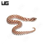 ug_baby_normal_western_hognose_4.jpg