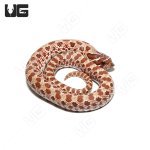ug_baby_normal_western_hognose_3.jpg