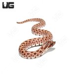 ug_baby_normal_western_hognose_2.jpg