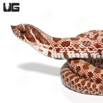 ug_baby_normal_western_hognose_1.jpg