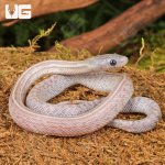 ug_Baby_Lava_Cinder_Tessera_Cornsnake_4.jpg