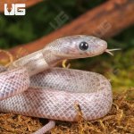 ug_Baby_Lava_Cinder_Tessera_Cornsnake_2.jpg