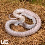 ug_Baby_Lava_Cinder_Tessera_Cornsnake_1.jpg
