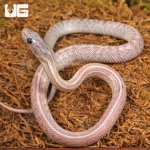 ug_Baby_Lava_Cinder_Tessera_Cornsnake_3.jpg