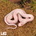 ug_Baby_Peppermint_Tessera_Cornsnake_3.jpg