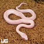 ug_Baby_Peppermint_Tessera_Cornsnake_2.jpg