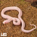 ug_Baby_Peppermint_Tessera_Cornsnake_1.jpg