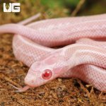 ug_Baby_Peppermint_Tessera_Cornsnake_4.jpg