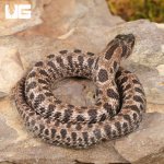 ug_Baby_Super_Arctic_Hognose_Snake_4.jpg