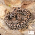 ug_Baby_Super_Arctic_Hognose_Snake_3.jpg