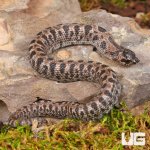ug_Baby_Super_Arctic_Hognose_Snake_2.jpg