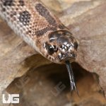 ug_Baby_Super_Arctic_Hognose_Snake_1.jpg