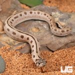 ug_Baby_Arctic_Conda_Snake_4.jpg