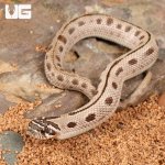 ug_Baby_Arctic_Conda_Snake_3.jpg