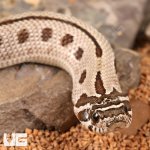 ug_Baby_Arctic_Conda_Snake_2.jpg