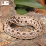 ug_Baby_Arctic_Conda_Snake_1.jpg