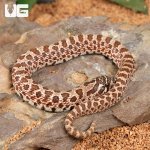 ug_baby_arctic_hognose_snake_4.jpg