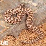ug_baby_arctic_hognose_snake_3.jpg