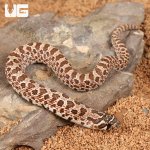 ug_baby_arctic_hognose_snake_2.jpg