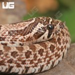 ug_baby_arctic_hognose_snake_1.jpg