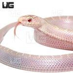 ug_white_sided_lavender_florida_kingsnake_4.jpg