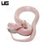 ug_white_sided_lavender_florida_kingsnake_3.jpg