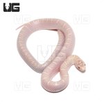ug_white_sided_lavender_florida_kingsnake_2.jpg