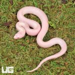 ug_Baby_Magenta_Brooks_Kingsnake_3.jpg