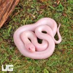 ug_Baby_Magenta_Brooks_Kingsnake_1.jpg