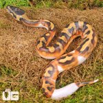 ug_Baby_Female_Scaleless_Head_Pied_Ball_Python_4.jpg