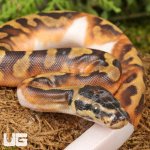 ug_Baby_Female_Scaleless_Head_Pied_Ball_Python_3.jpg