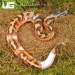 ug_Baby_Female_Scaleless_Head_Pied_Ball_Python_1.jpg