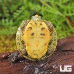 ug_Baby_Clown_Red_Ear_Slider_2.jpg